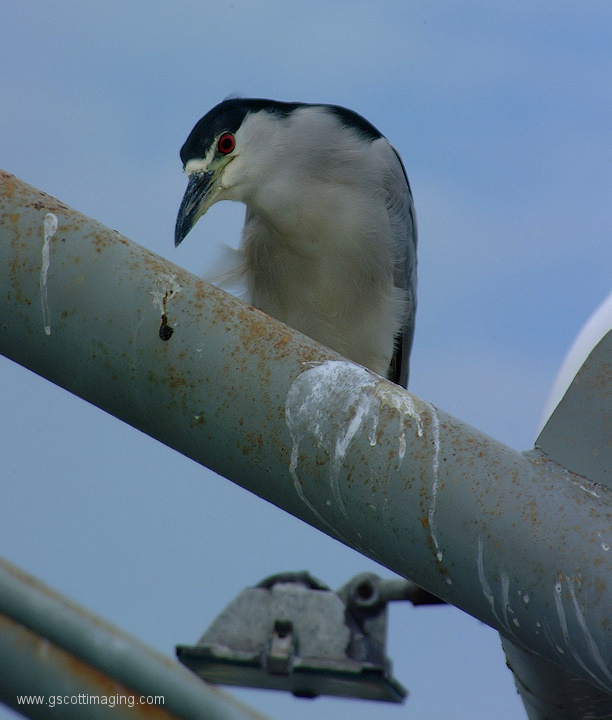 (18) Dscf1150.jpg   (612x720)   174 Kb                                    Click to display next picture