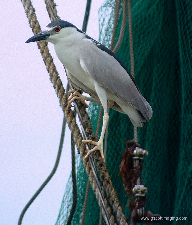 (19) Dscf1168.jpg   (612x720)   242 Kb                                    Click to display next picture