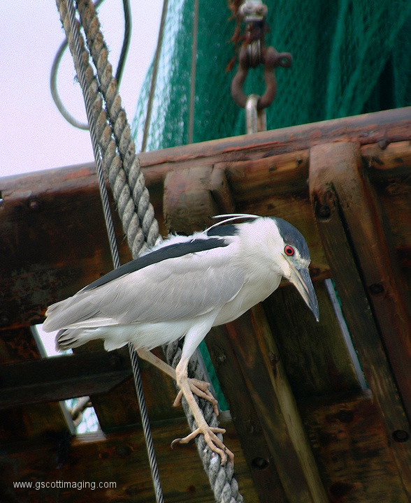 (20) Dscf1159.jpg   (588x720)   223 Kb                                    Click to display next picture