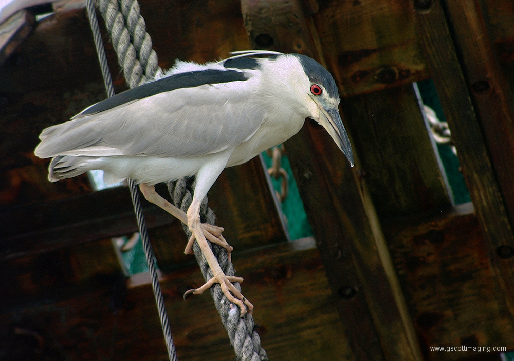 (21) Dscf1160.jpg   (1000x704)   334 Kb                                    Click to display next picture