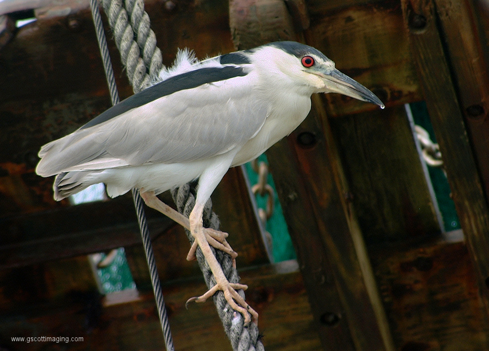 (22) Dscf1162.jpg   (1000x718)   346 Kb                                    Click to display next picture