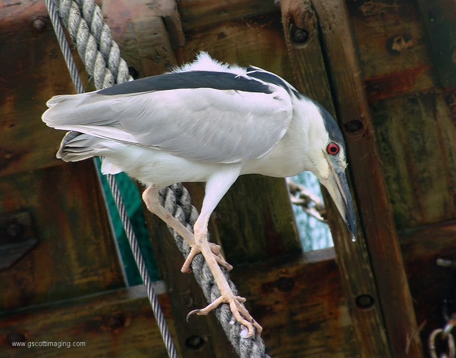 (24) Dscf1165.jpg   (917x720)   343 Kb                                    Click to display next picture