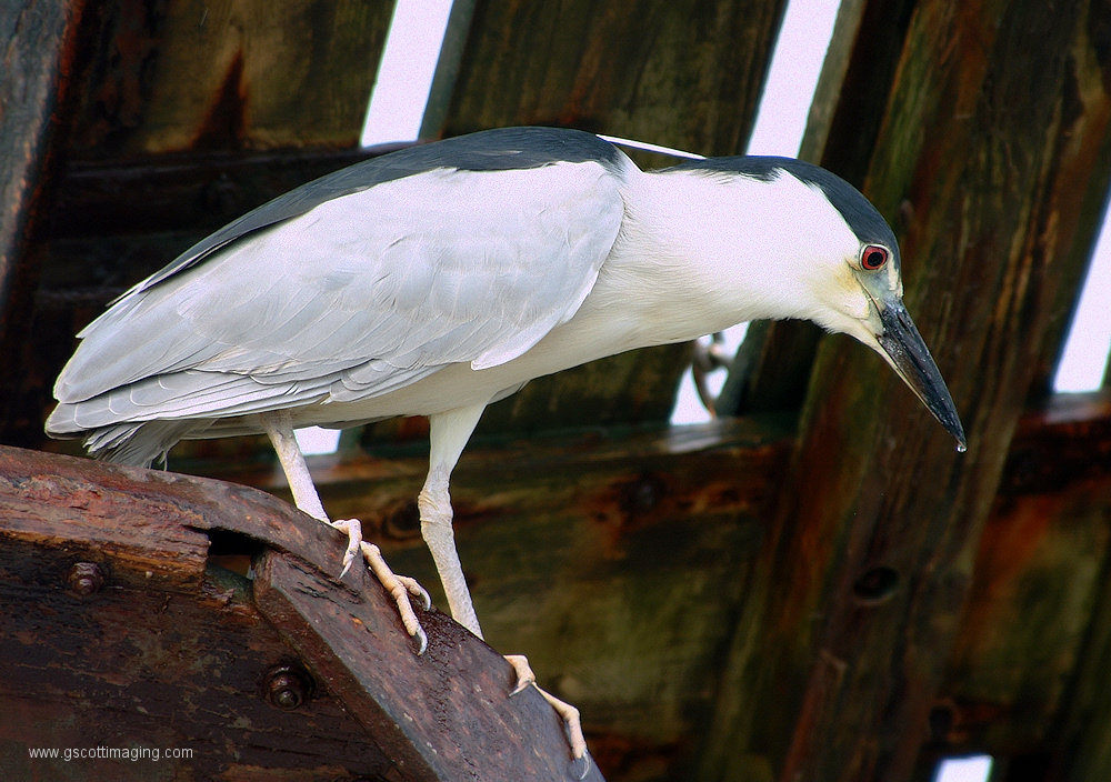 (26) Dscf1170.jpg   (1000x704)   383 Kb                                    Click to display next picture