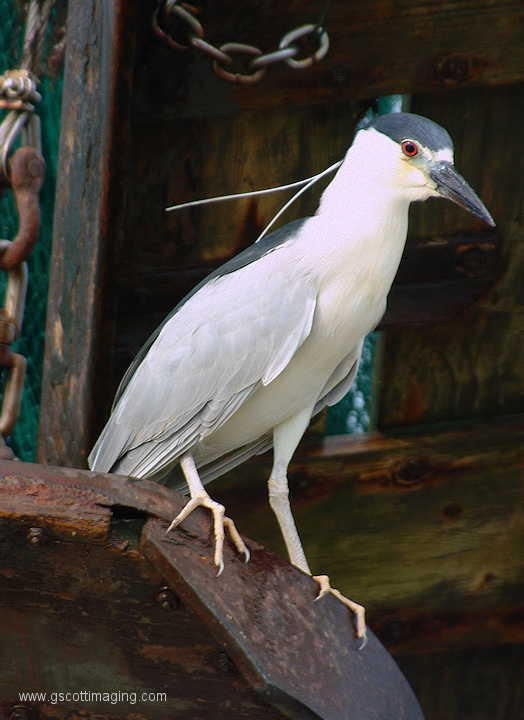 (27) Dscf1206.jpg   (524x720)   186 Kb                                    Click to display next picture