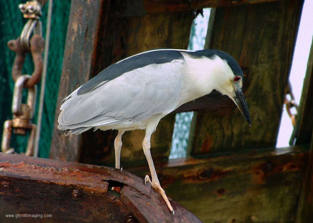 (28) Dscf1209.jpg   (1000x714)   374 Kb                                    Click to display next picture