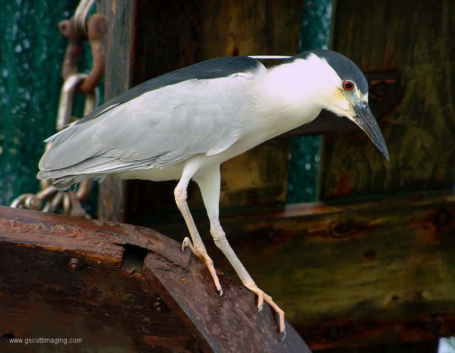 (29) Dscf1210.jpg   (927x720)   350 Kb                                    Click to display next picture