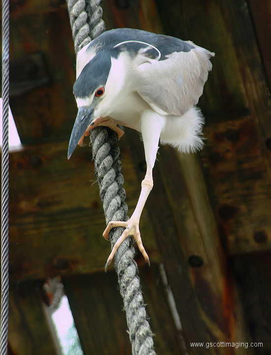 (30) Dscf2029.jpg   (550x720)   186 Kb                                    Click to display next picture