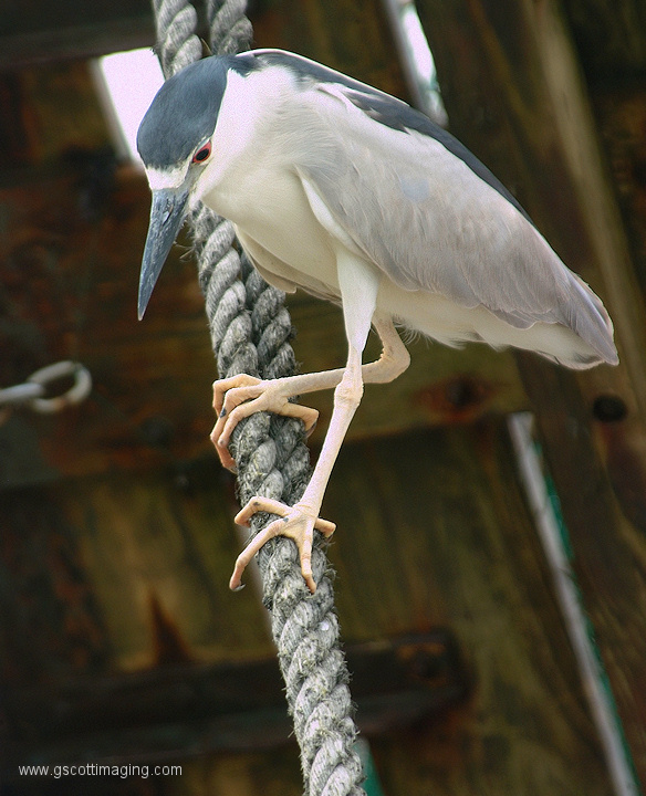 (31) Dscf2042.jpg   (584x720)   195 Kb                                    Click to display next picture