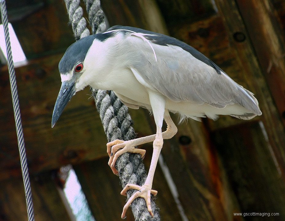 (32) Dscf2045.jpg   (928x720)   348 Kb                                    Click to display next picture