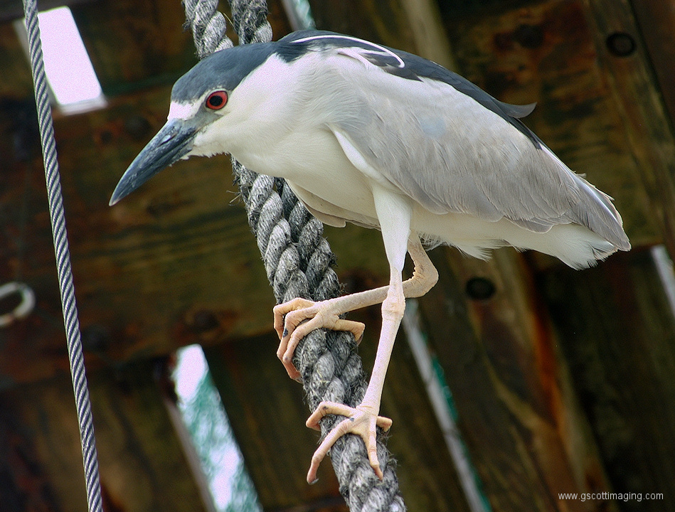 (33) Dscf2046.jpg   (949x720)   369 Kb                                    Click to display next picture