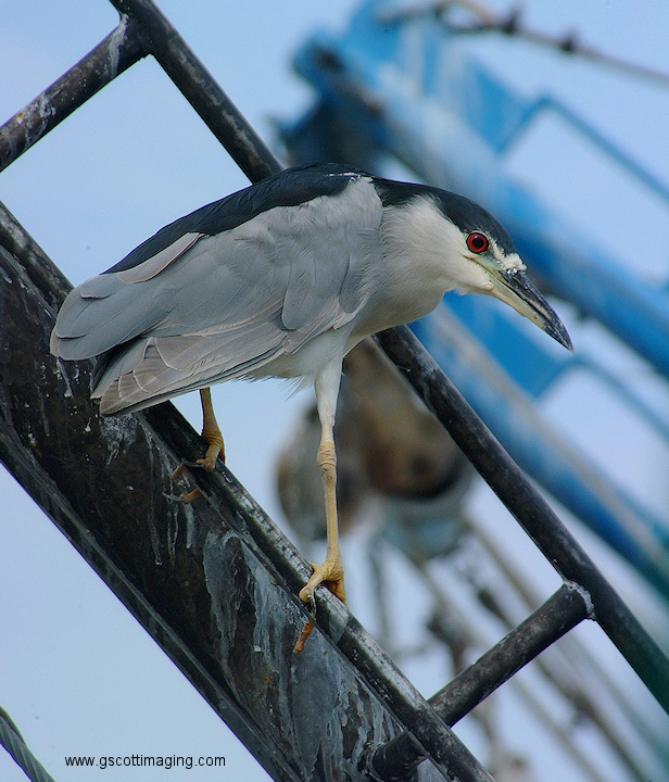 (36) Dscf1171.jpg   (616x720)   228 Kb                                    Click to display next picture