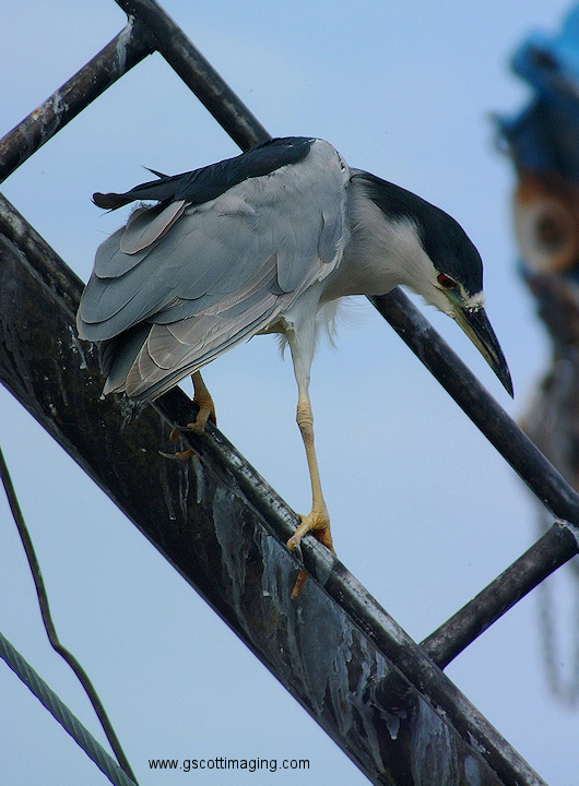 (38) Dscf1176.jpg   (530x720)   195 Kb                                    Click to display next picture