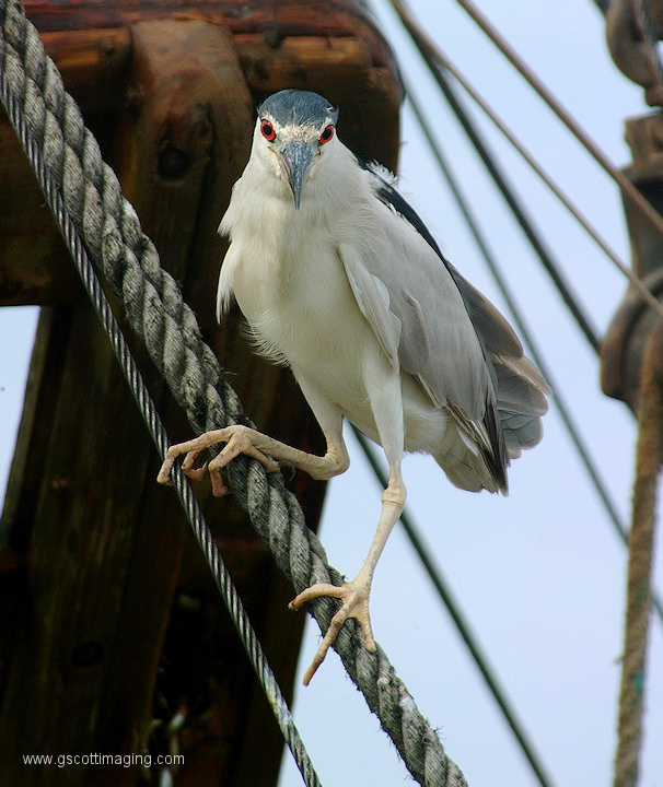 (40) Dscf1183.jpg   (606x720)   227 Kb                                    Click to display next picture