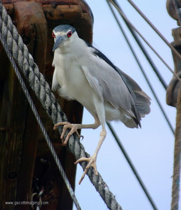 (41) Dscf1186.jpg   (621x720)   220 Kb                                    Click to display next picture