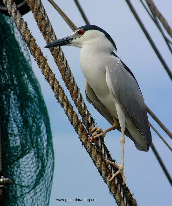 (43) Dscf1193.jpg   (602x720)   248 Kb                                    Click to display next picture