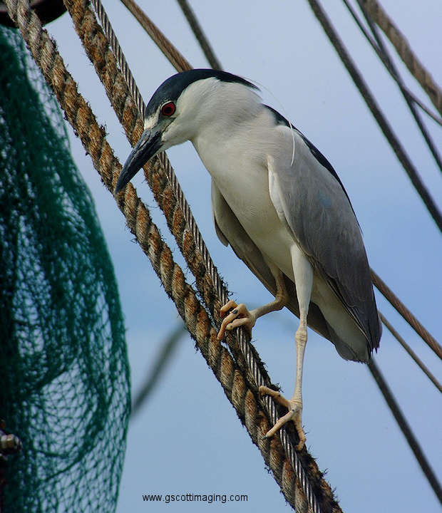 (44) Dscf1195.jpg   (620x720)   261 Kb                                    Click to display next picture