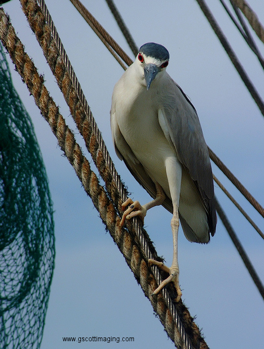 (45) Dscf1197.jpg   (544x720)   215 Kb                                    Click to display next picture