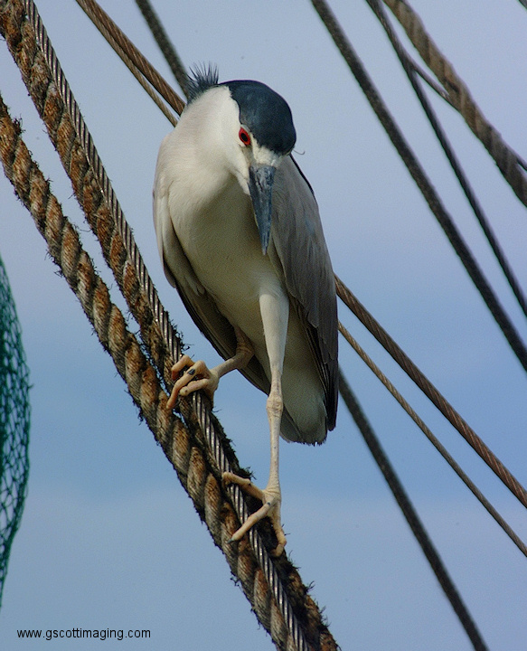 (46) Dscf1198.jpg   (583x720)   212 Kb                                    Click to display next picture