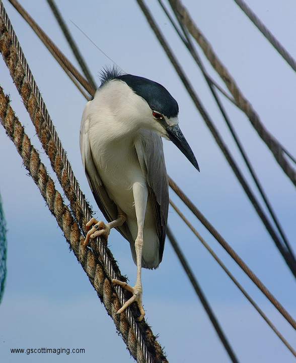 (47) Dscf1199.jpg   (588x720)   213 Kb                                    Click to display next picture