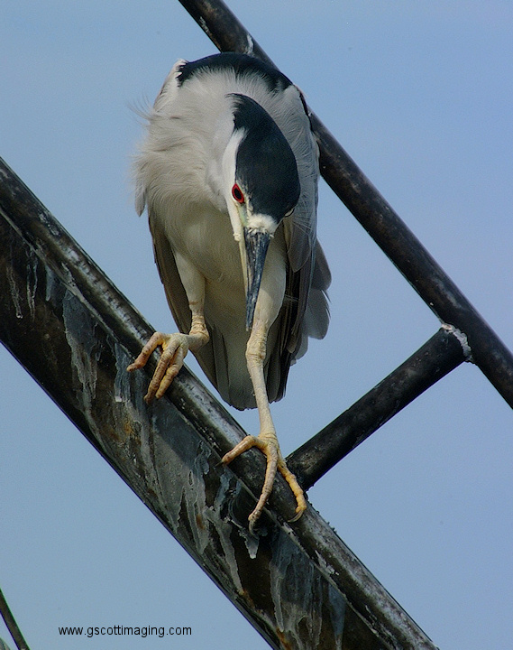 (50) Dscf1202.jpg   (569x720)   192 Kb                                    Click to display next picture