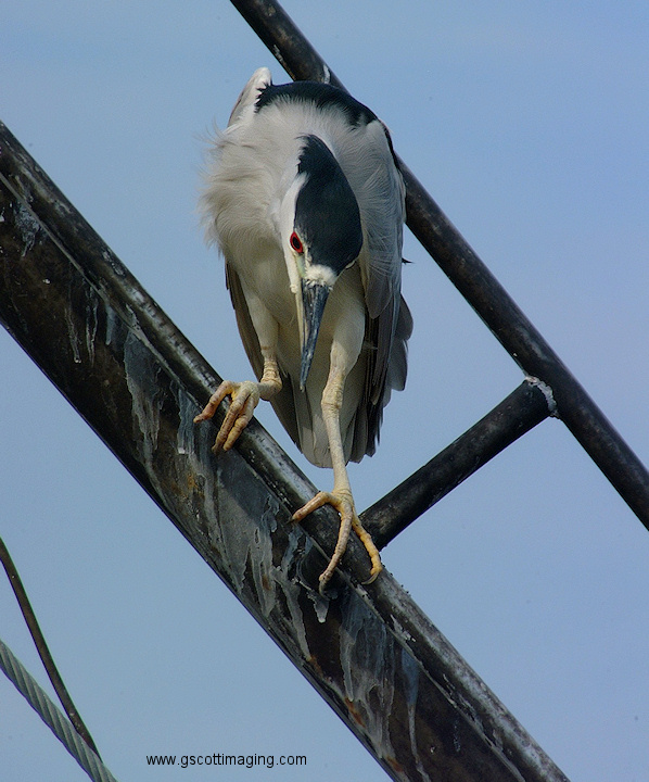 (51) Dscf1203.jpg   (598x720)   193 Kb                                    Click to display next picture