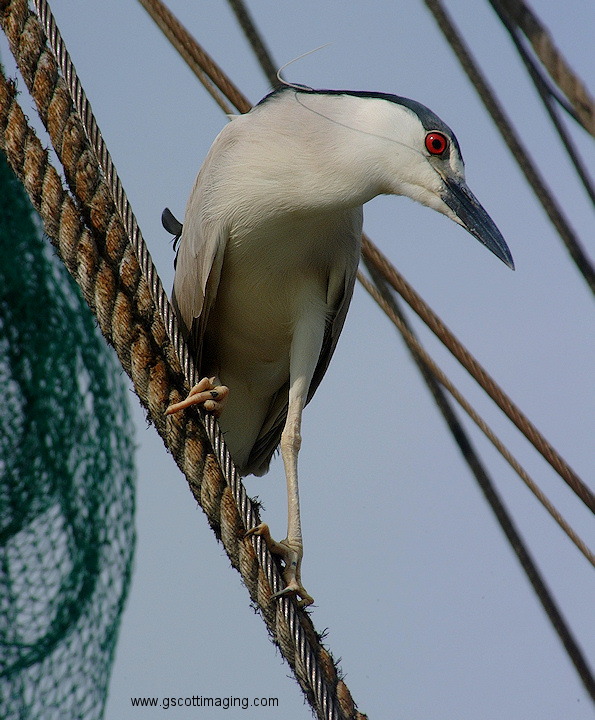 (52) Dscf2008.jpg   (595x720)   218 Kb                                    Click to display next picture