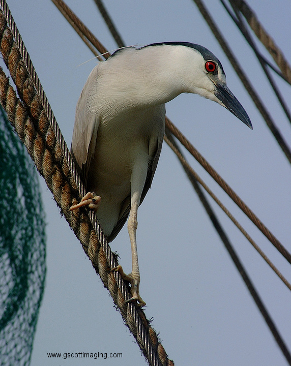 (53) Dscf2009.jpg   (572x720)   204 Kb                                    Click to display next picture