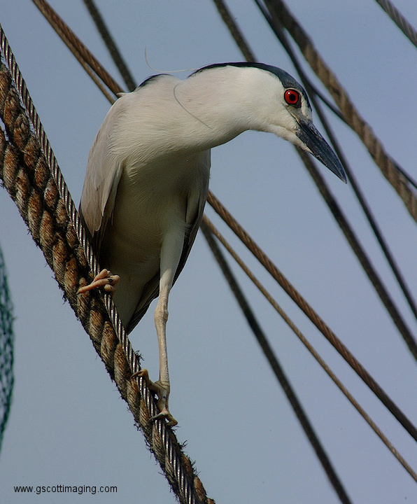 (54) Dscf2010.jpg   (596x720)   202 Kb                                    Click to display next picture