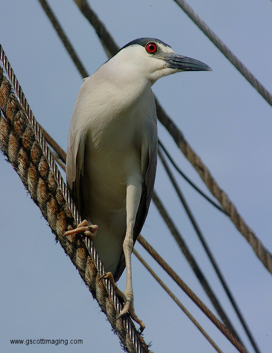 (55) Dscf2011.jpg   (555x720)   186 Kb                                    Click to display next picture