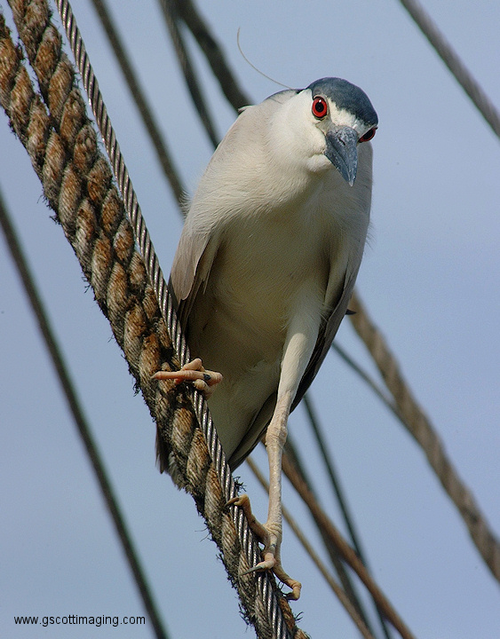 (57) Dscf2015.jpg   (563x720)   197 Kb                                    Click to display next picture