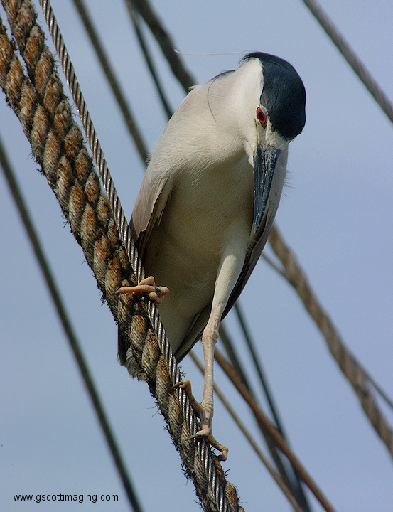 (58) Dscf2016.jpg   (553x720)   191 Kb                                    Click to display next picture