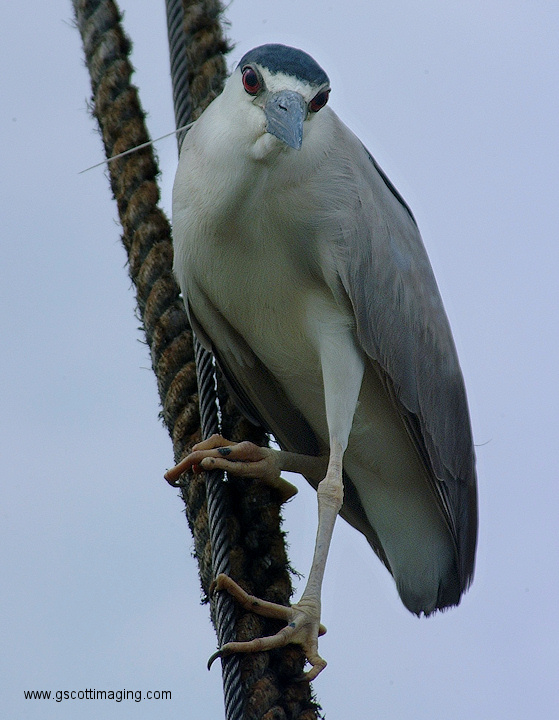 (59) Dscf2026.jpg   (559x720)   172 Kb                                    Click to display next picture