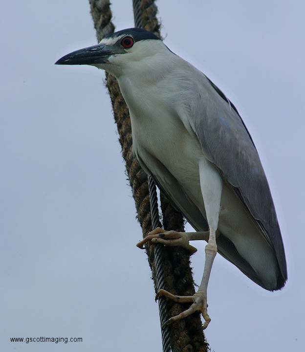 (60) Dscf2027.jpg   (624x720)   173 Kb                                    Click to display next picture