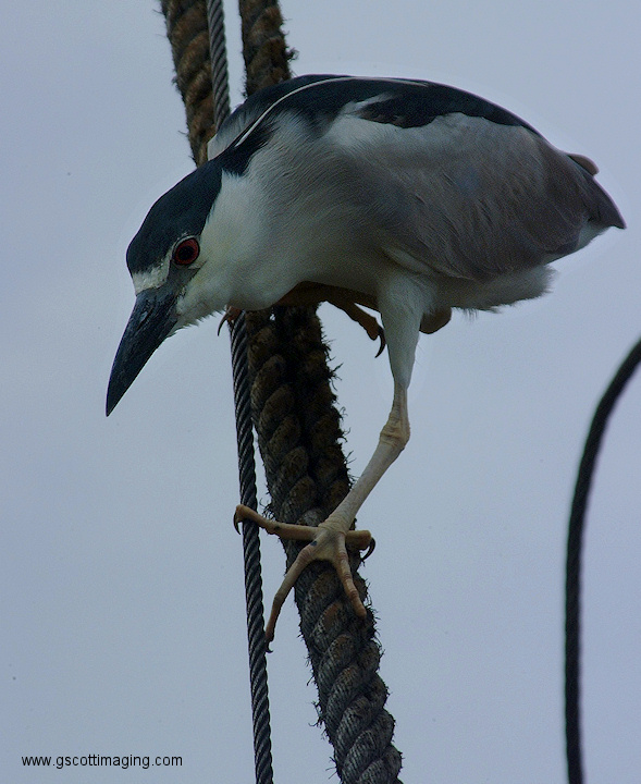 (61) Dscf2028.jpg   (589x720)   179 Kb                                    Click to display next picture