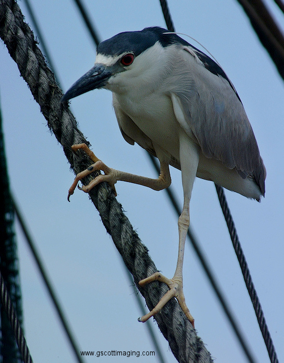 (62) Dscf2048.jpg   (564x720)   192 Kb                                    Click to display next picture