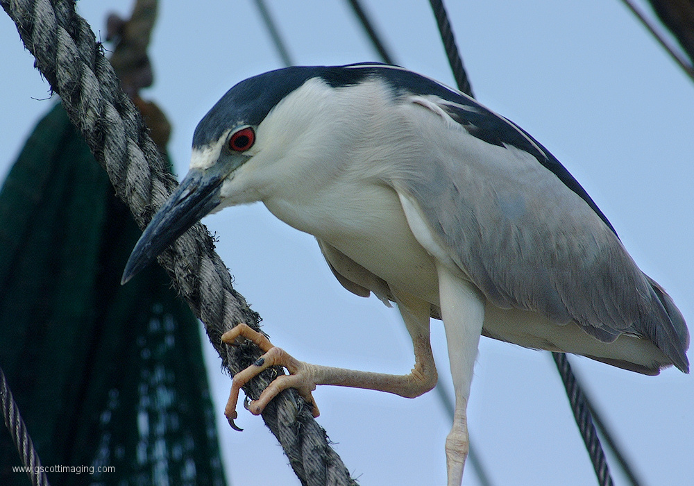 (64) Dscf2051.jpg   (1000x700)   363 Kb                                    Click to display next picture