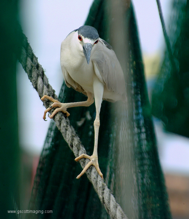 (65) Dscf2054.jpg   (622x720)   198 Kb                                    Click to display next picture