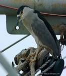 (02) Dscf1102.jpg    (631x720)    241 KB                              click to see enlarged picture