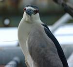 (05) Dscf1111.jpg    (783x720)    284 KB                              click to see enlarged picture