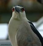 (06) Dscf1112.jpg    (675x720)    280 KB                              click to see enlarged picture