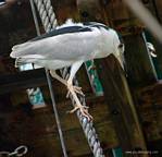 (23) Dscf1164.jpg    (746x720)    291 KB                              click to see enlarged picture