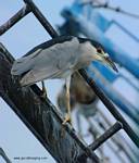 (36) Dscf1171.jpg    (616x720)    228 KB                              click to see enlarged picture