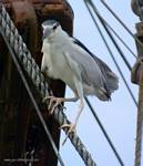 (41) Dscf1186.jpg    (621x720)    220 KB                              click to see enlarged picture