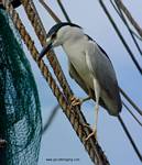 (44) Dscf1195.jpg    (620x720)    261 KB                              click to see enlarged picture