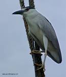 (60) Dscf2027.jpg    (624x720)    173 KB                              click to see enlarged picture