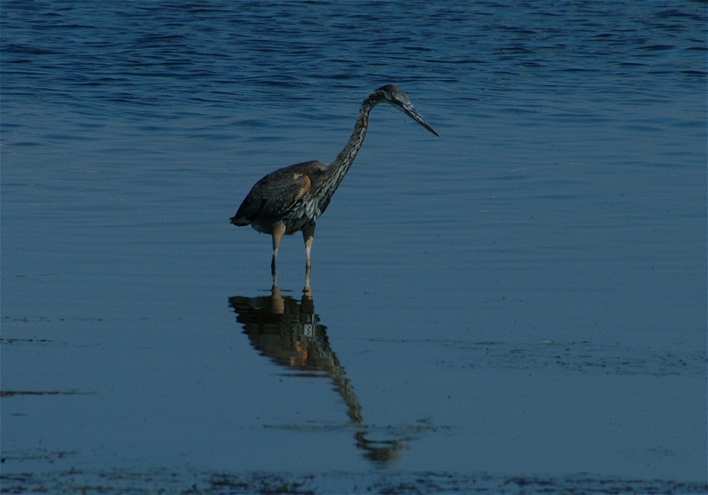 (01) Dscf8004.jpg   (1000x699)   214 Kb                                    Click to display next picture