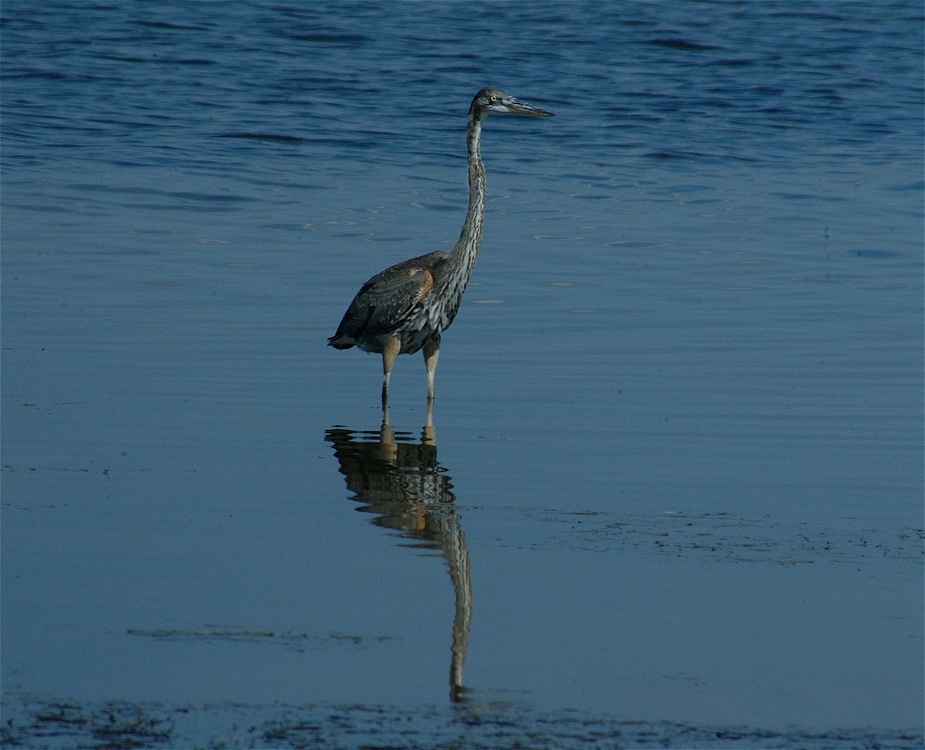 (02) Dscf8005.jpg   (925x750)   210 Kb                                    Click to display next picture