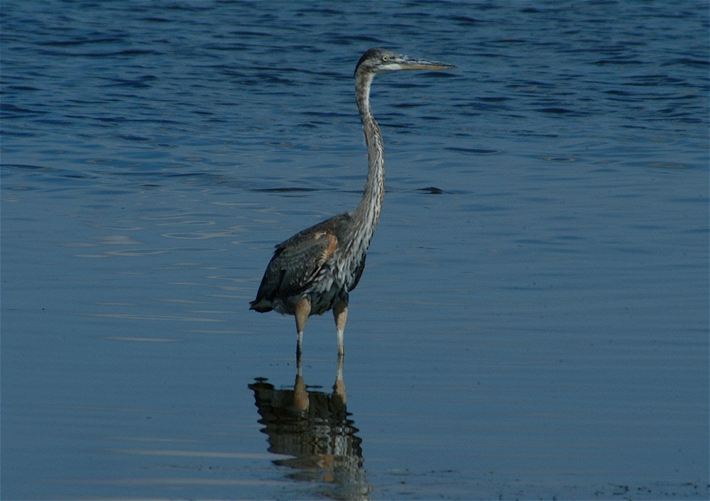 (03) Dscf8006.jpg   (1000x706)   223 Kb                                    Click to display next picture