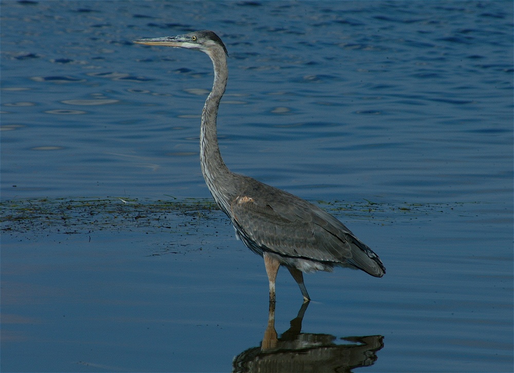 (06) Dscf8012.jpg   (1000x725)   233 Kb                                    Click to display next picture