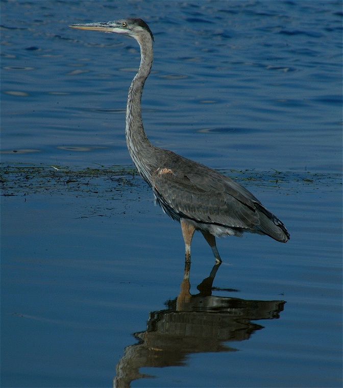 (07) Dscf8013.jpg   (672x760)   178 Kb                                    Click to display next picture